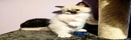 Ragdoll cats for sale: Ready for New Homes. Tortie and tabby ragdolls - Advert 31