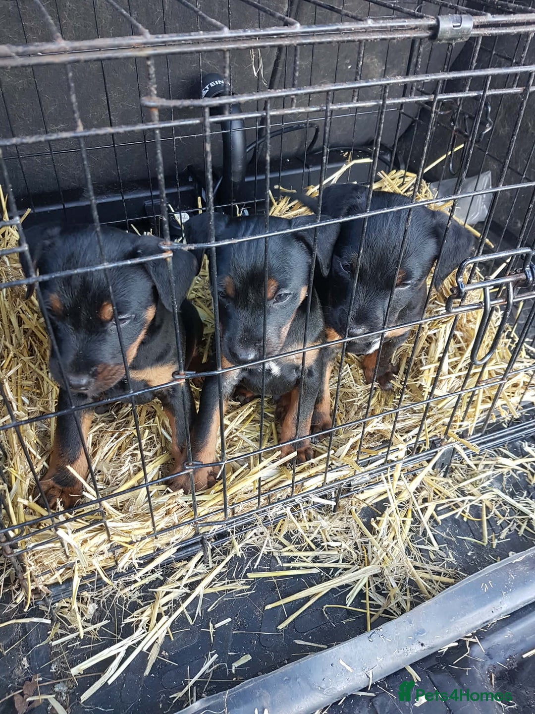 Mixed Breed dogs for sale: 1/4 Jagd, 3/4 Lakeland. Working terrier male - Advert 3