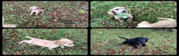 Cocker Spaniel dogs for sale: KC Registered Cocker Spaniels - Advert 8