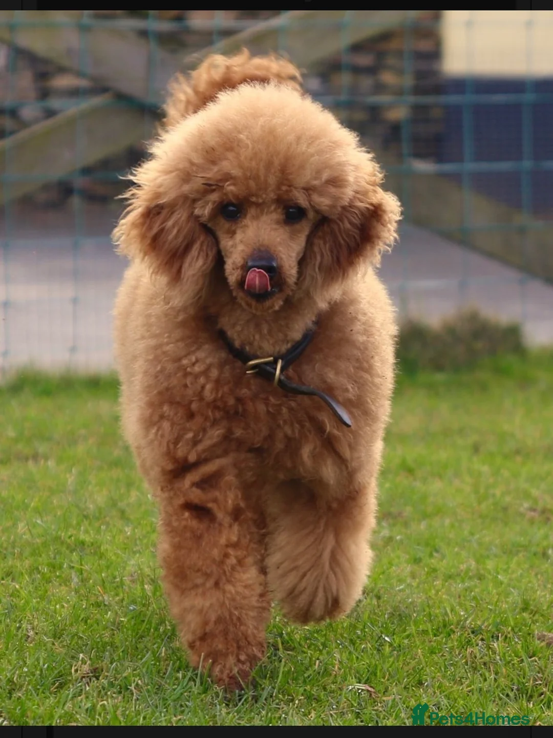 Miniature Poodle dogs for sale: Top Quality, Deep Red, KC Mini Poodles.  - Advert 23