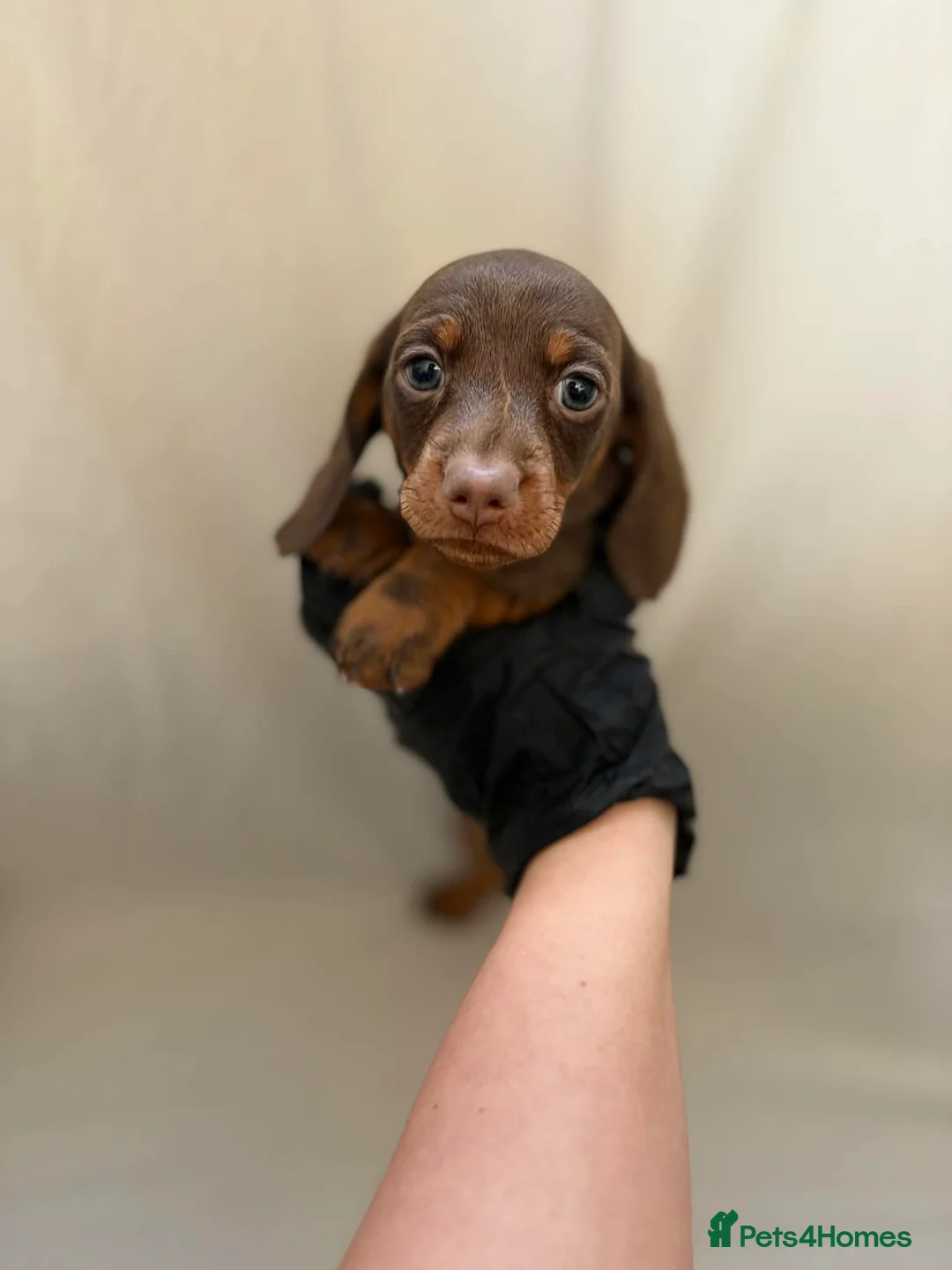 Miniature Dachshund dogs for sale: Miniature dachshunds  in Leeds - Advert 2