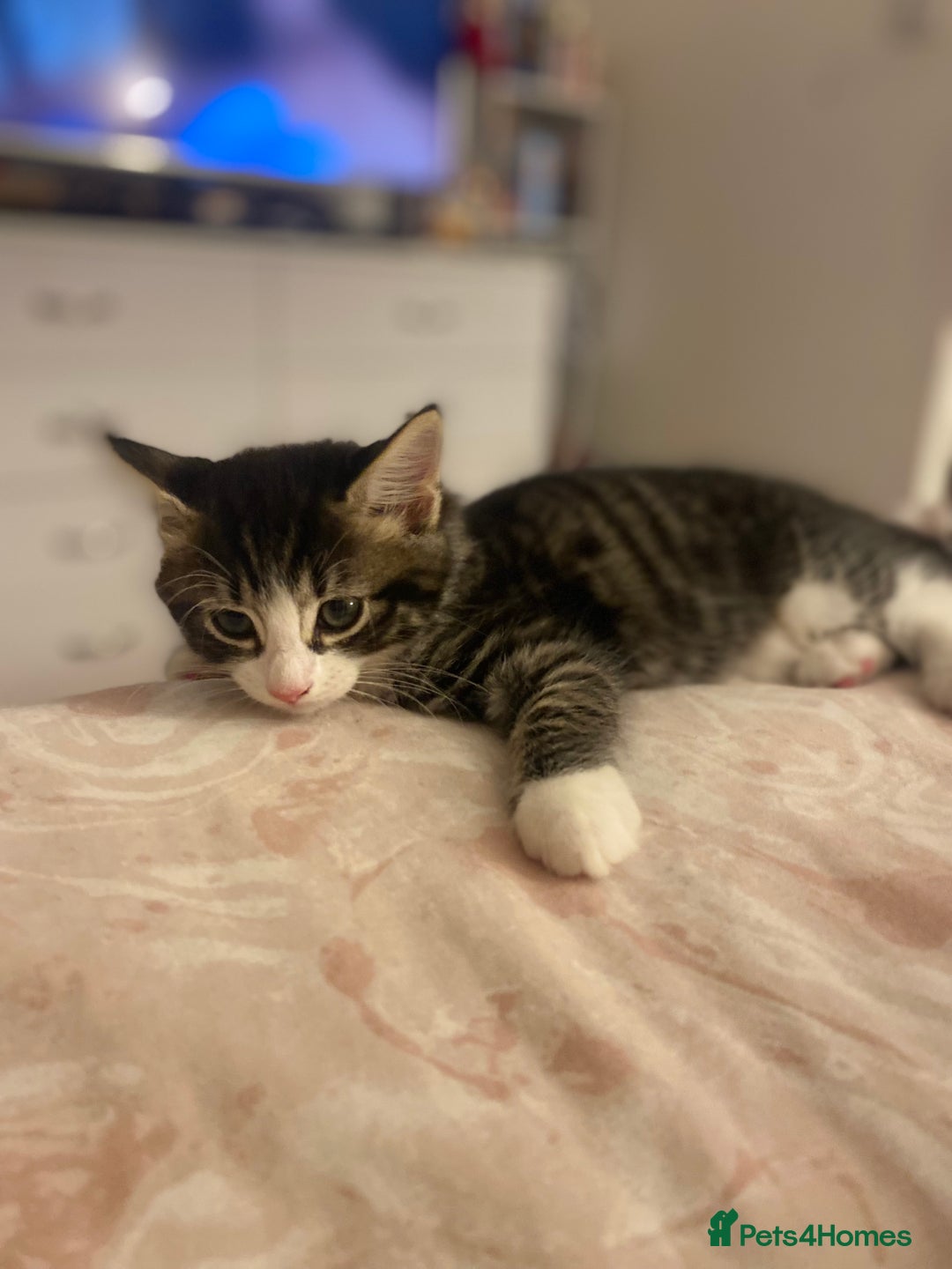 Mixed Breed cats for sale: 4 beautiful kittens for sale , 3 boys 1 girl  - Image 9
