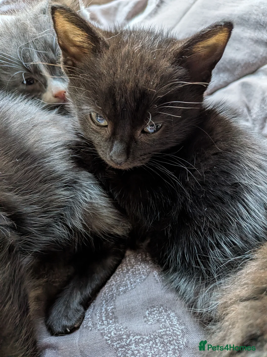 Mixed Breed cats for sale: 5 mixed cats for sale - Advert 2