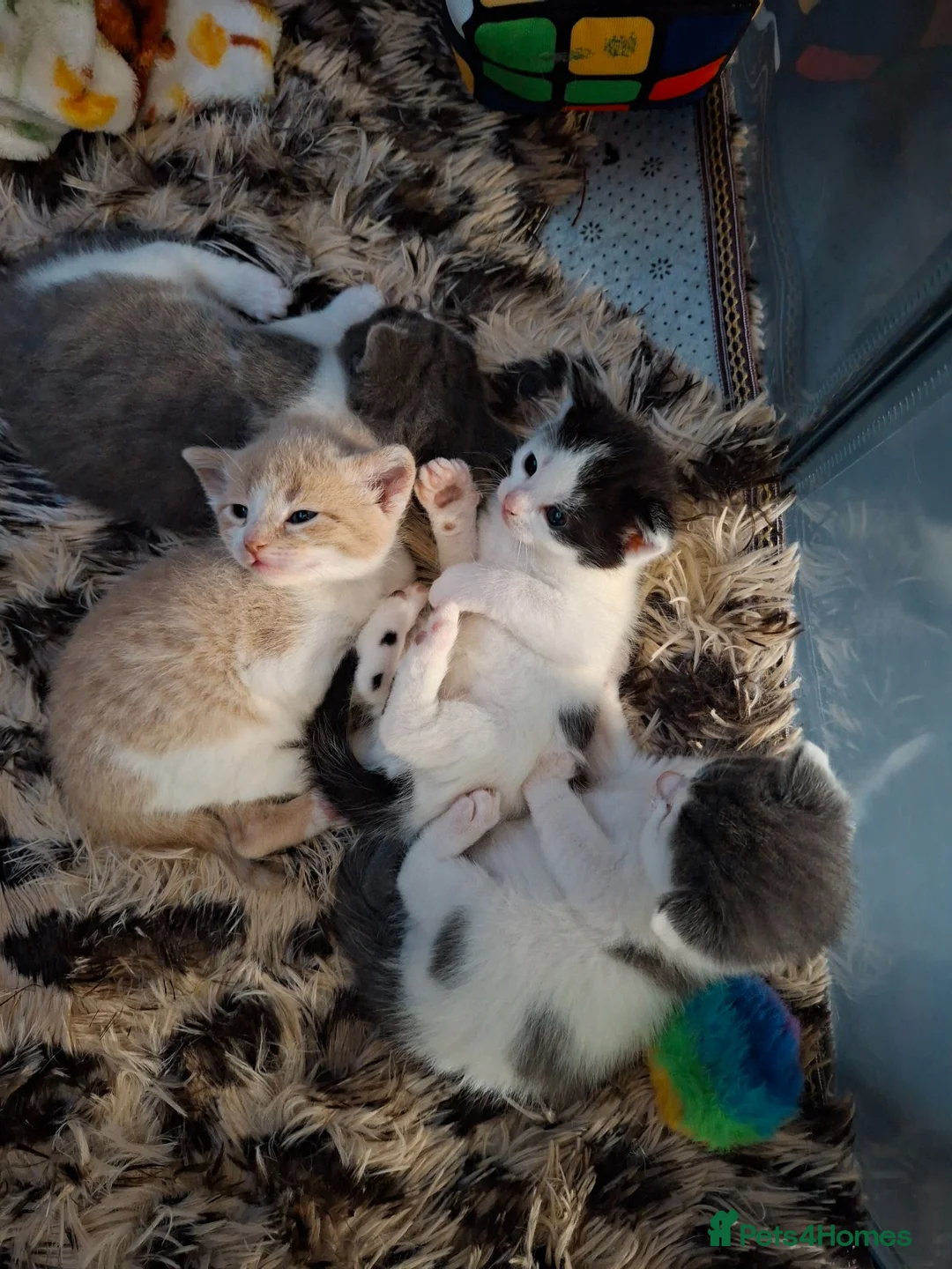 Mixed Breed cats for sale: Fluffy kittens - Advert 11