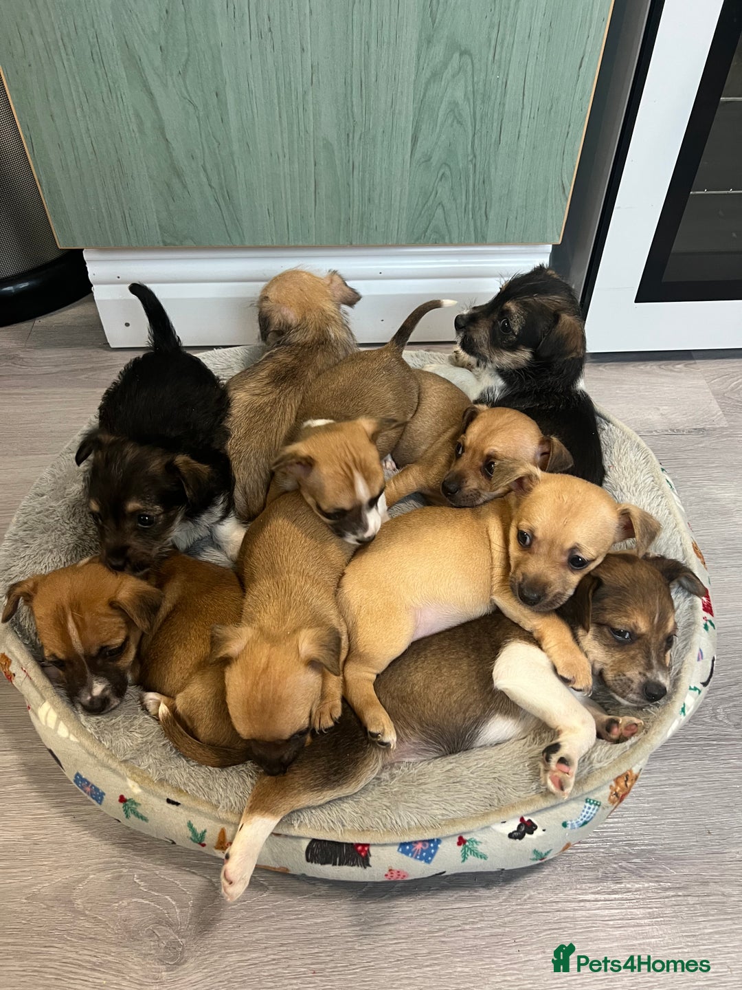 Jack Russell dogs for sale: Jack russel puppies for sale  - Advert 1