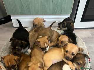 Jack Russell dogs Jack russel puppies for sale - Advert 2