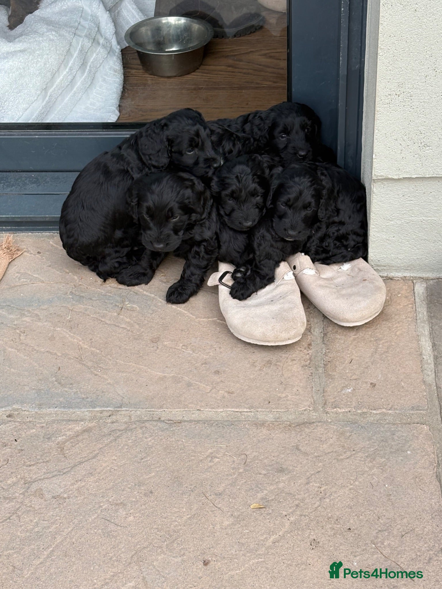 Cockapoo dogs 6 adorable cockapoo  - Advert 2