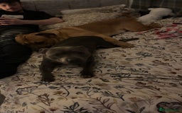 Mixed Breed dogs for sale: Puppy’s  - Image 3