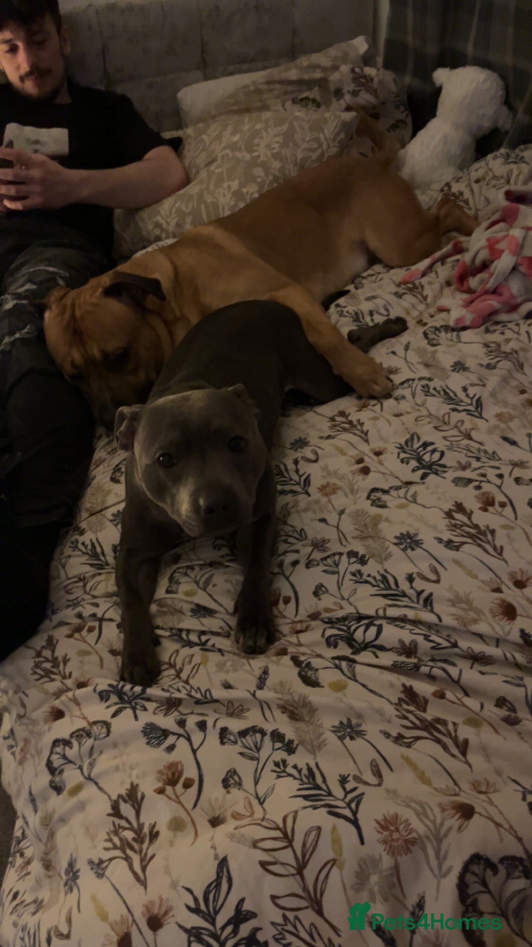 Mixed Breed dogs for sale: Puppy’s  - Image 3