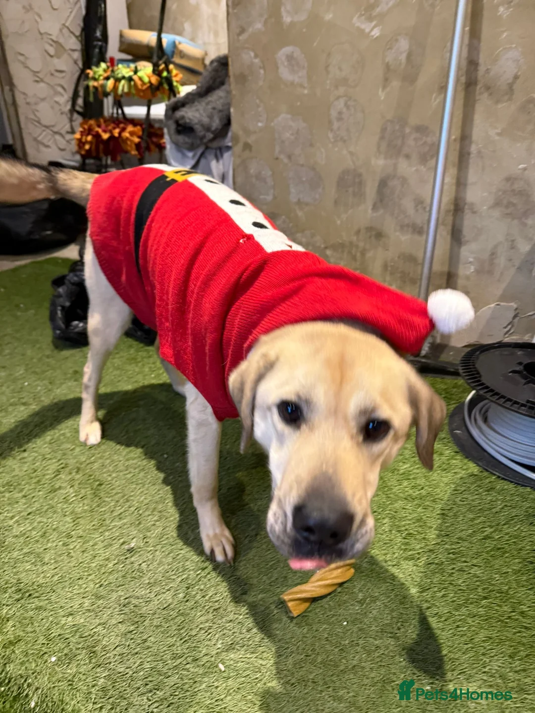 Mixed Breed dogs for adoption: 💙RUFUS💙- Young, Misunderstood, Fading In Kennels - Advert 2