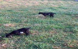 Goats livestock for sale: Gorgeous pigmy goats for sale - Image 9