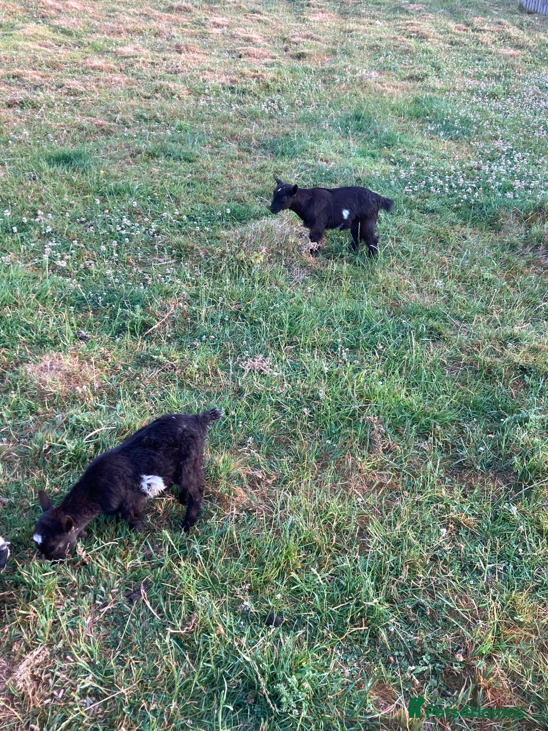 Goats livestock for sale: Gorgeous pigmy goats for sale - Image 9