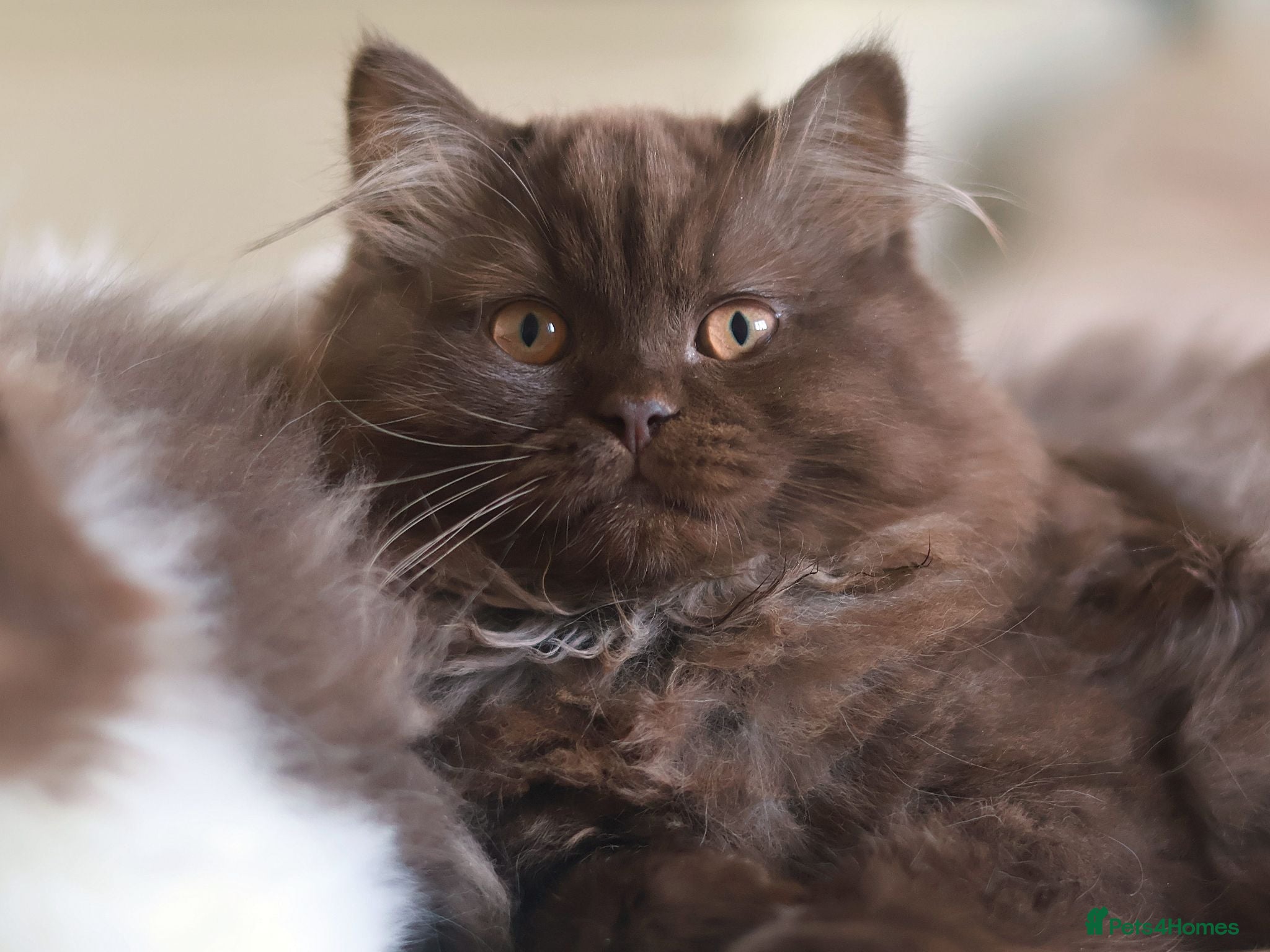 British Longhair cats Stunning Males TICA Reg - Advert 2