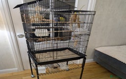 Budgerigars birds for sale: Two 6 month old budgies - Image 2