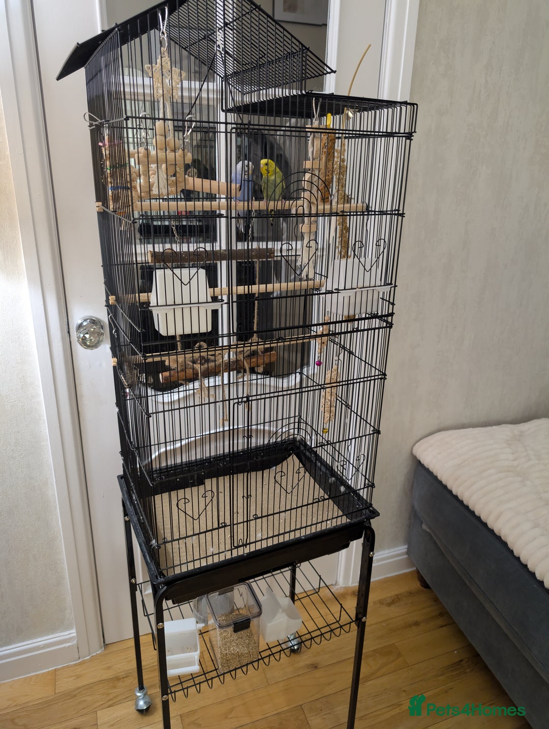 Budgerigars birds for sale: Two 6 month old budgies - Image 2