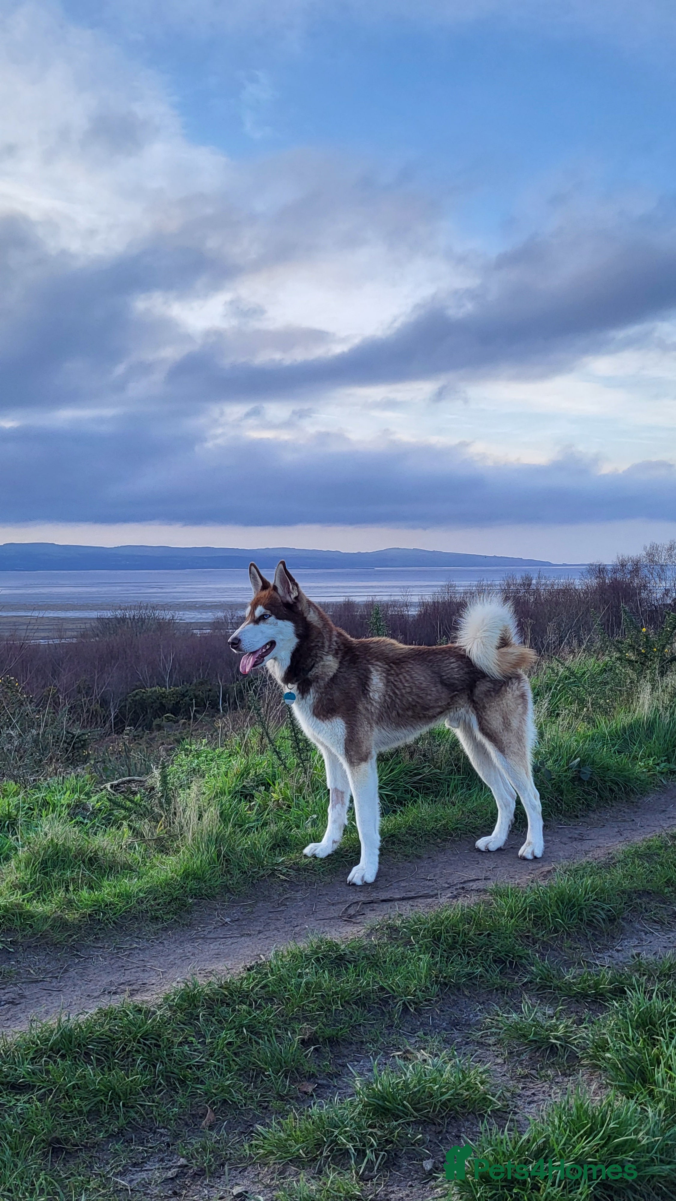 Siberian Husky dogs Siberian Husky boy - Advert 3