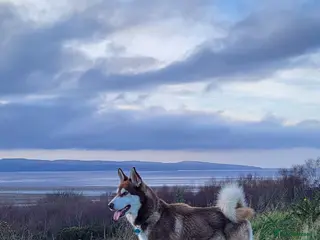 Siberian Husky dogs Siberian Husky boy - Advert 3