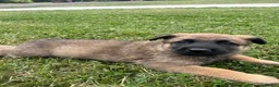 German Shepherd dogs for sale: German shepherd in Plymouth - Advert 3