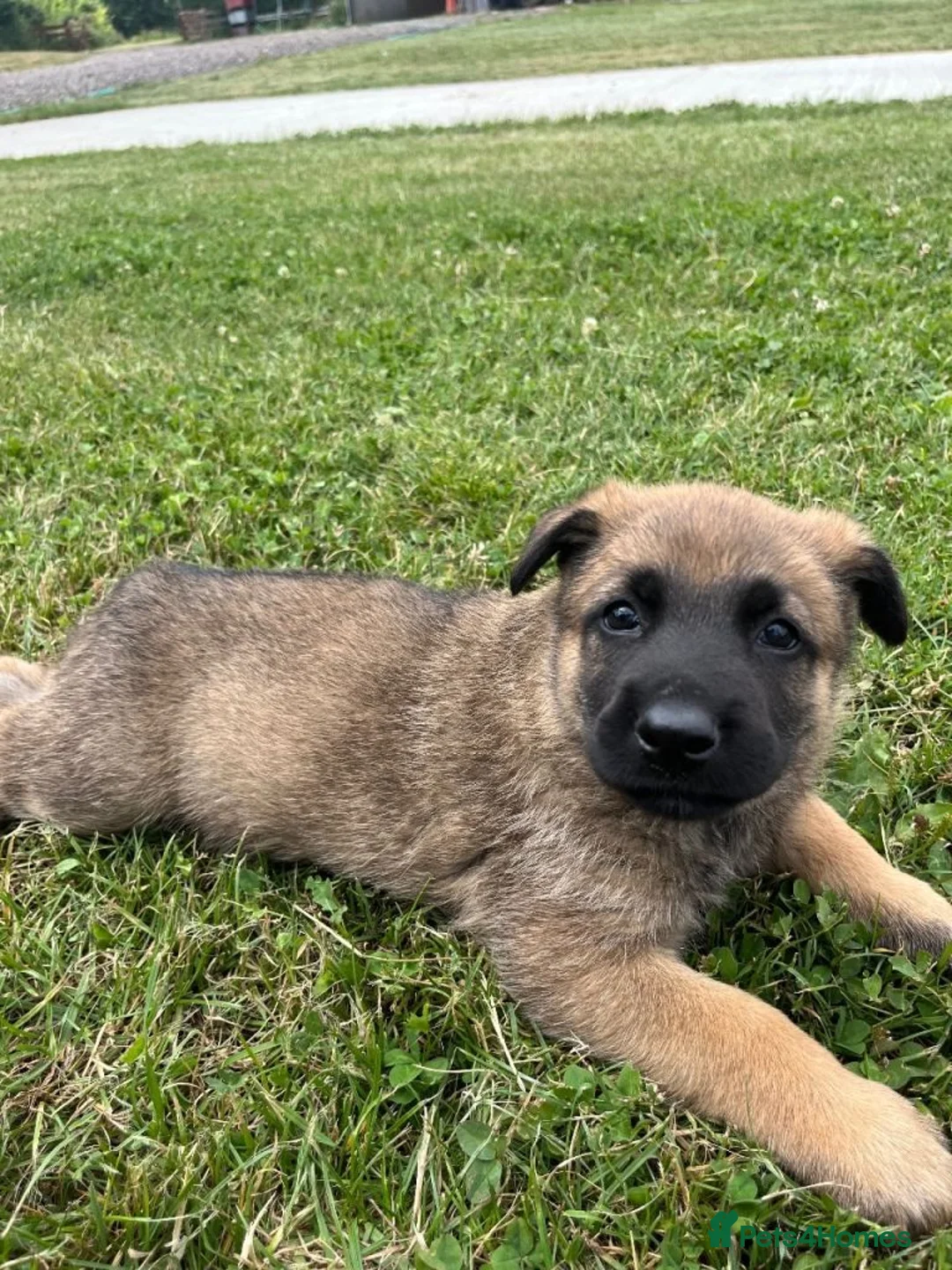 German Shepherd dogs for sale: German shepherd in Plymouth - Advert 3