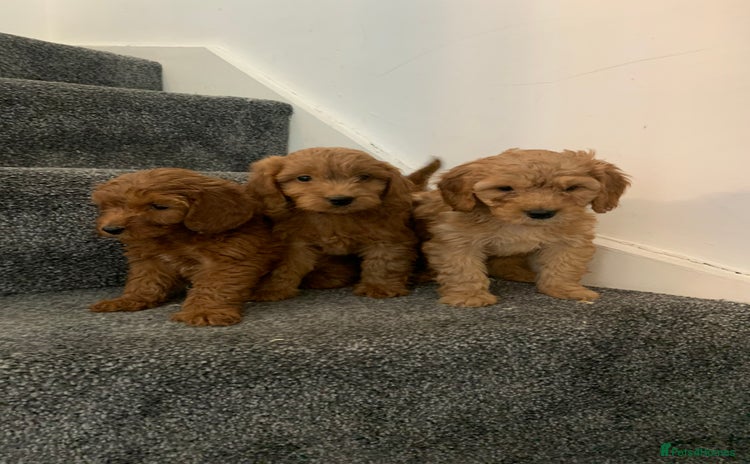 Cavapoo dogs - Advert 2