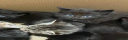 British Longhair cats for sale: Beautiful litter of kittens  - Advert 9