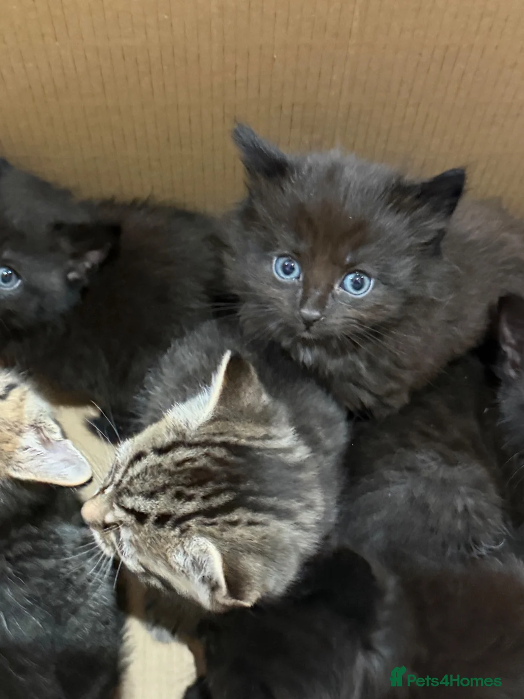 British Longhair cats for sale: Beautiful litter of kittens  - Advert 9
