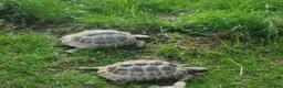 Tortoise reptiles for sale: 2 tortoises  - Advert 3