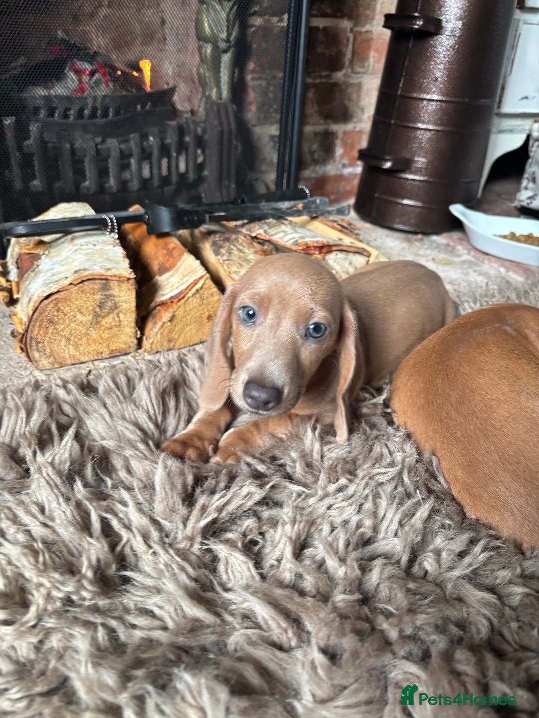 Miniature Dachshund dogs for sale: Now ready to leave 1 beautiful boy leftPRA clear - Advert 4