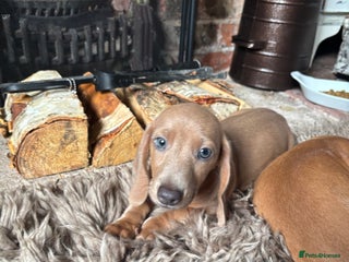 Miniature Dachshund dogs Now ready to leave 2 beautiful boys PRA clear - Advert 10