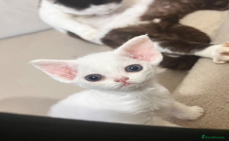 Devon Rex cats - Advert 9