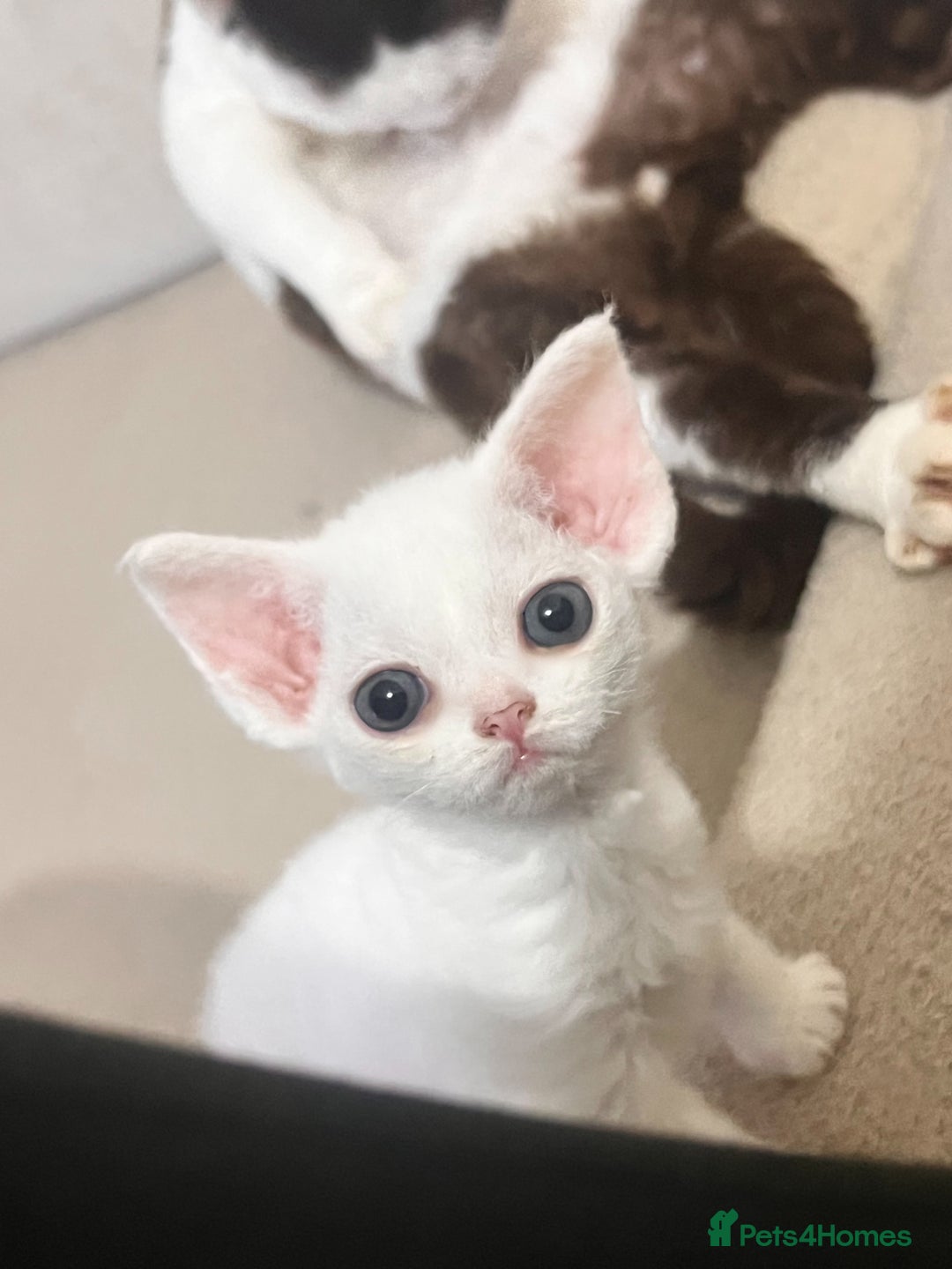 Devon Rex cats for sale: Beautiful Devon’s 1 boy 1 girl still available  - Image 1