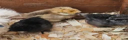 Chickens poultry for sale: Silkie chicks for sale mixed colours - Advert 3
