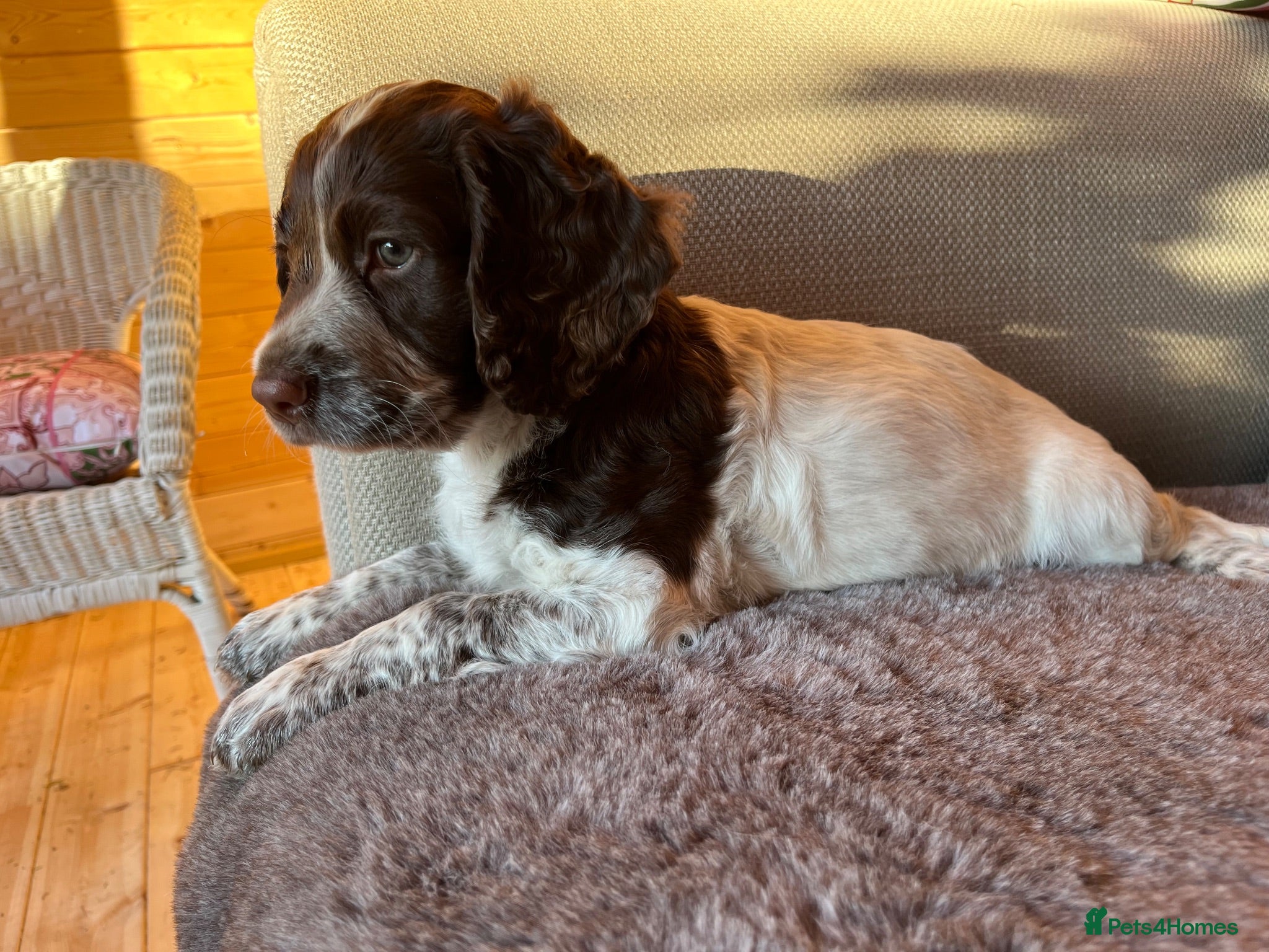 Sprocker dogs Sprocker spaniel - Advert 5