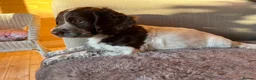 Sprocker dogs for sale: Sprocker spaniel - Advert 1