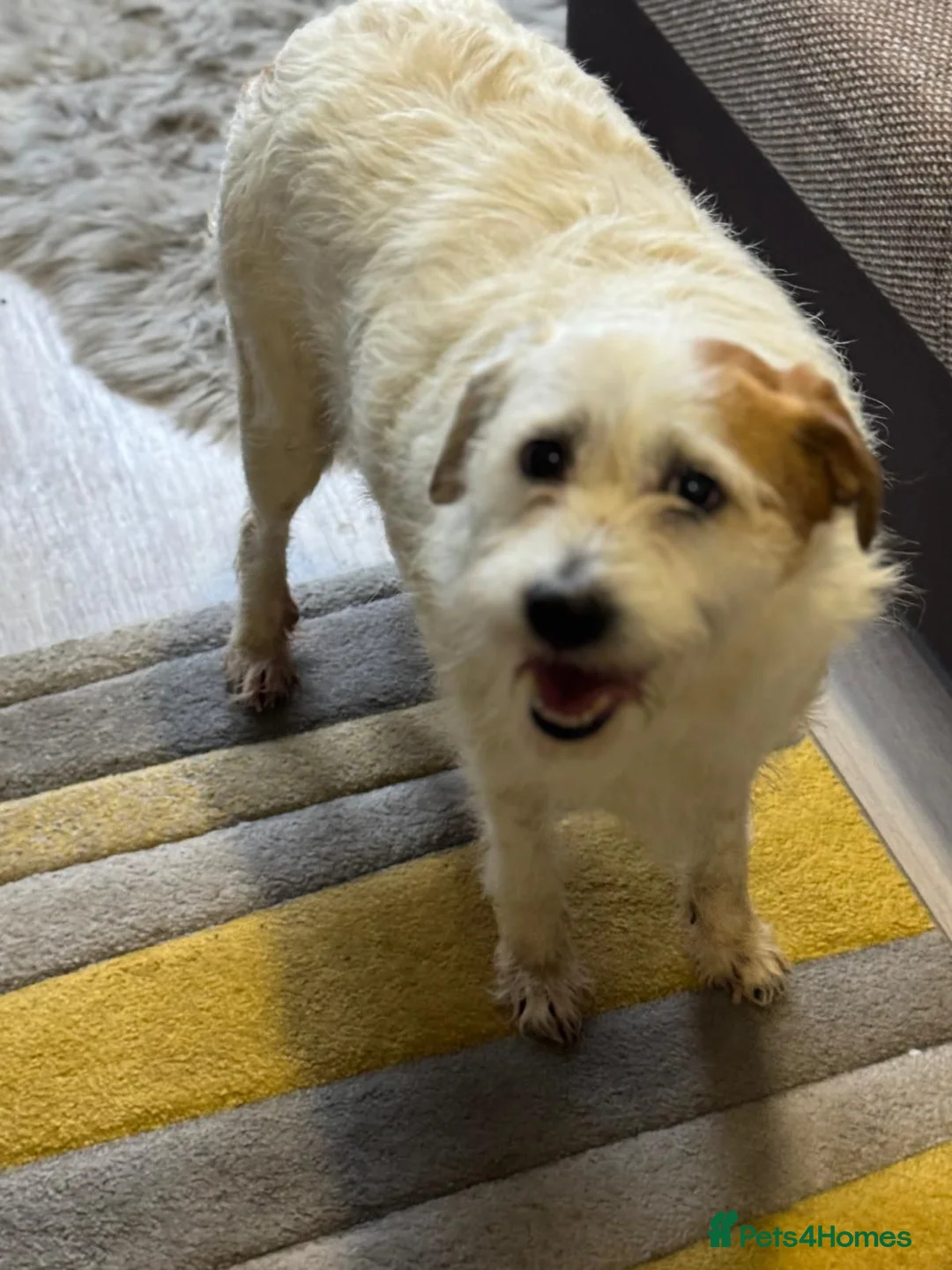 Mixed Breed dogs for adoption: Cute girl Pepsi looking for love - Advert 18