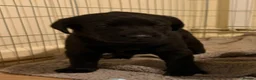 Labrador Retriever dogs for sale: Beautiful Labrador Puppies in Stockport - Advert 3