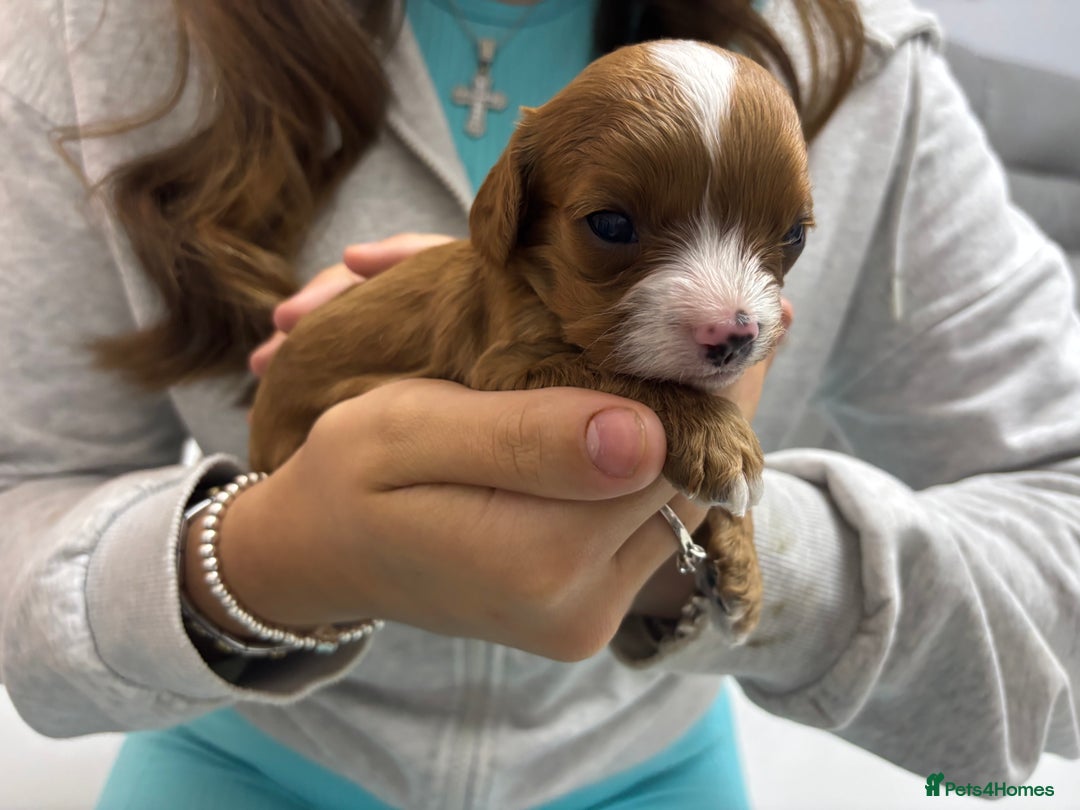 Cavapoo dogs for sale: Beautiful DNA health tested Cavapoo male puppies - Image 6