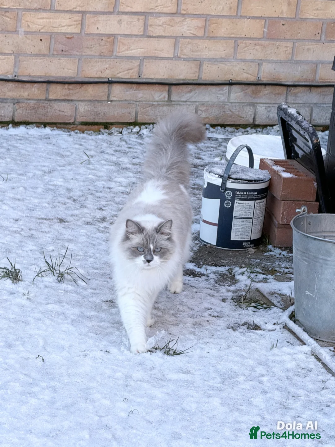 Ragdoll cats for sale: Bella - Advert 2