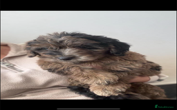 Mini Goldendoodle dogs for sale: 🐶Golden doodle puppies for sale ready to leave🐶 - Image 21