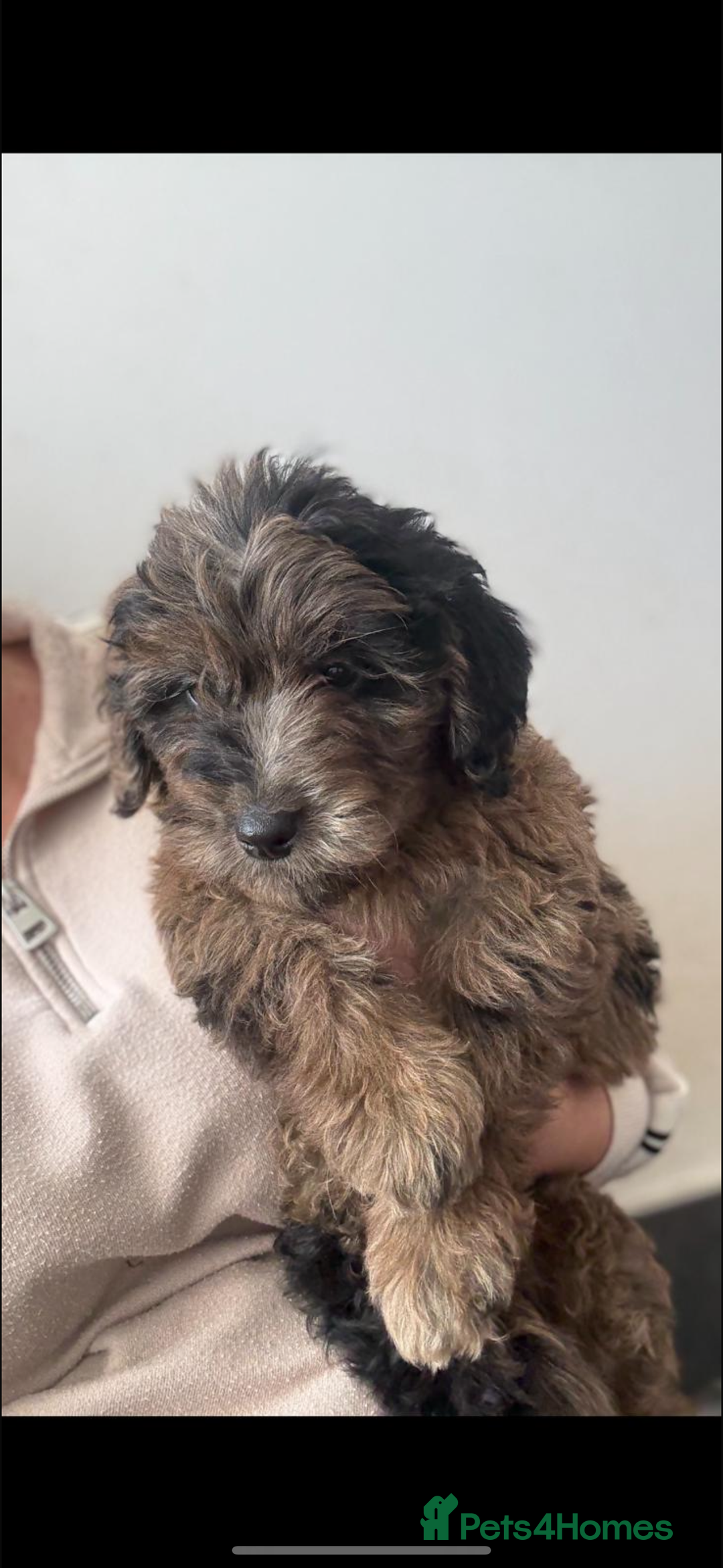 Mini Goldendoodle dogs for sale: 🐶Golden doodle puppies for sale ready to leave🐶 - Image 21