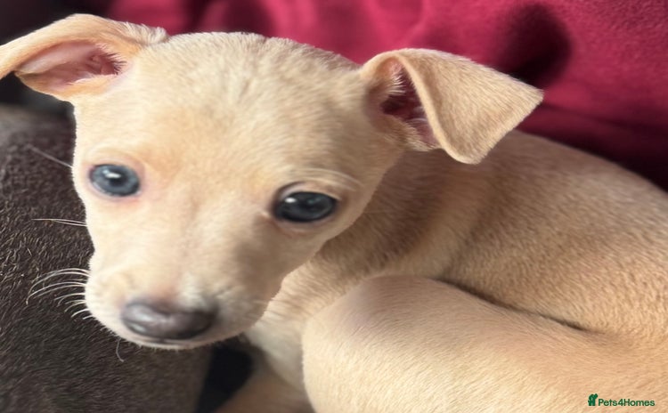 Italian Greyhound dogs - Advert 4