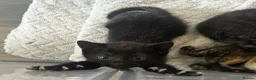 Mixed Breed cats for sale: 1 male and 4 female kittens  in Southampton - Advert 6