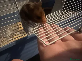 Hamster rodents Syrian hamster and cage - Advert 2