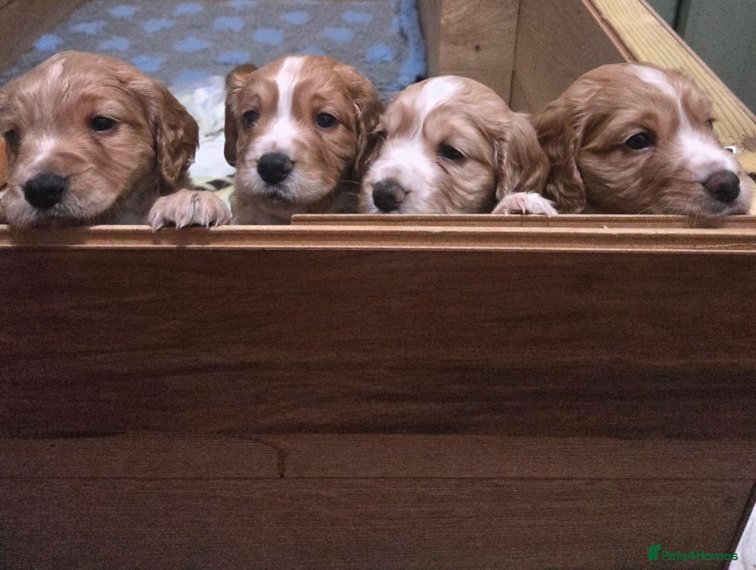 Cocker Spaniel dogs for sale: Beautiful cocker spaniel pups - Image 4