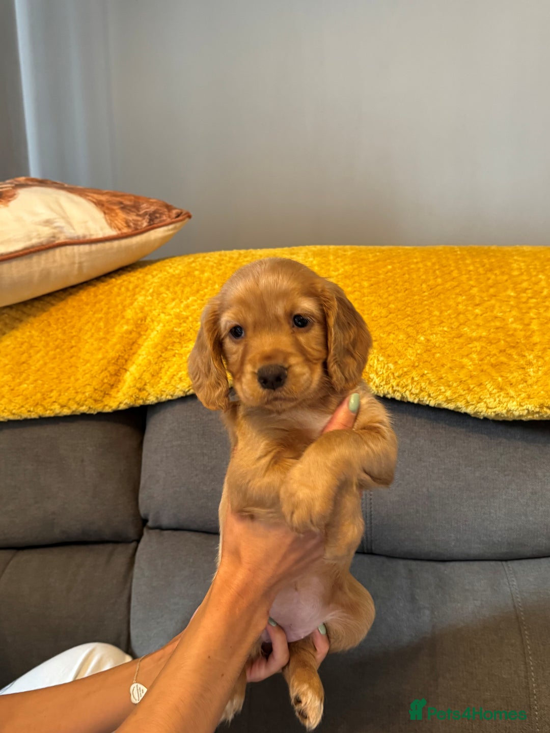 Cocker Spaniel dogs for sale: Working cocker spaniel puppies - Image 12