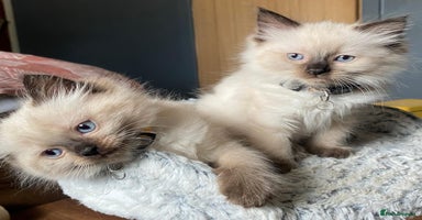 Ragdoll cats - Advert 4
