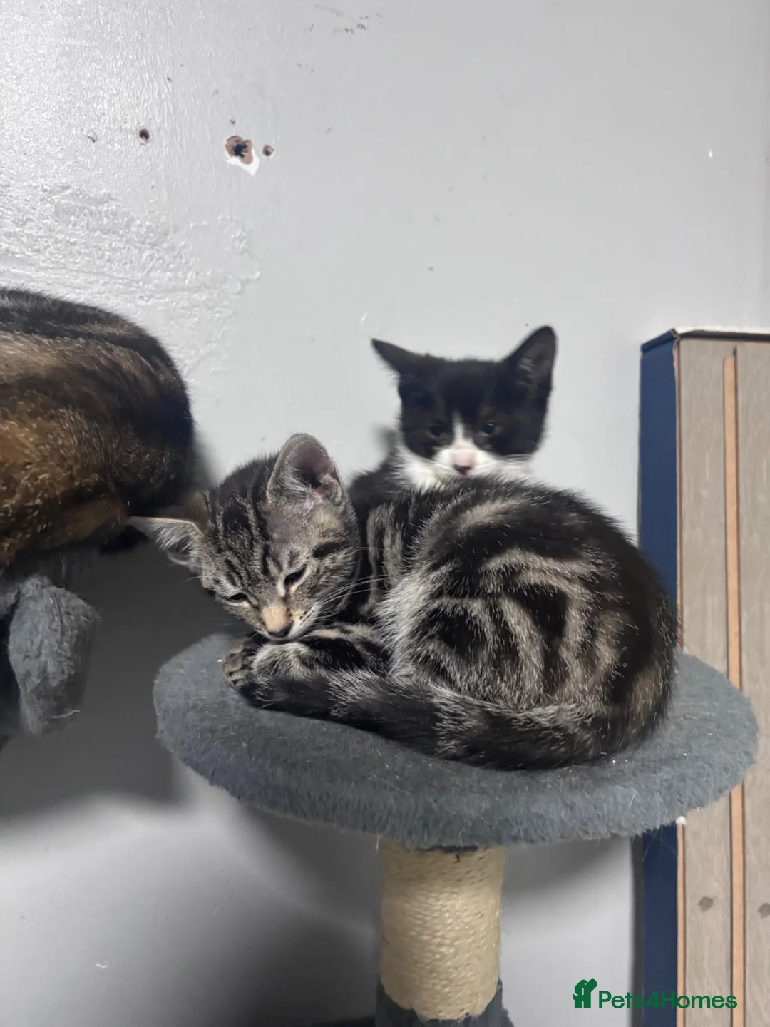 Mixed Breed cats for sale:     5 Playful Bengal Cross Kittens for sale  - Advert 2