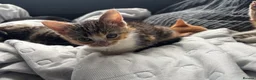 Mixed Breed cats for sale: 🐱 Six Kittens Looking for Loving Homes! 🐾 - Advert 17