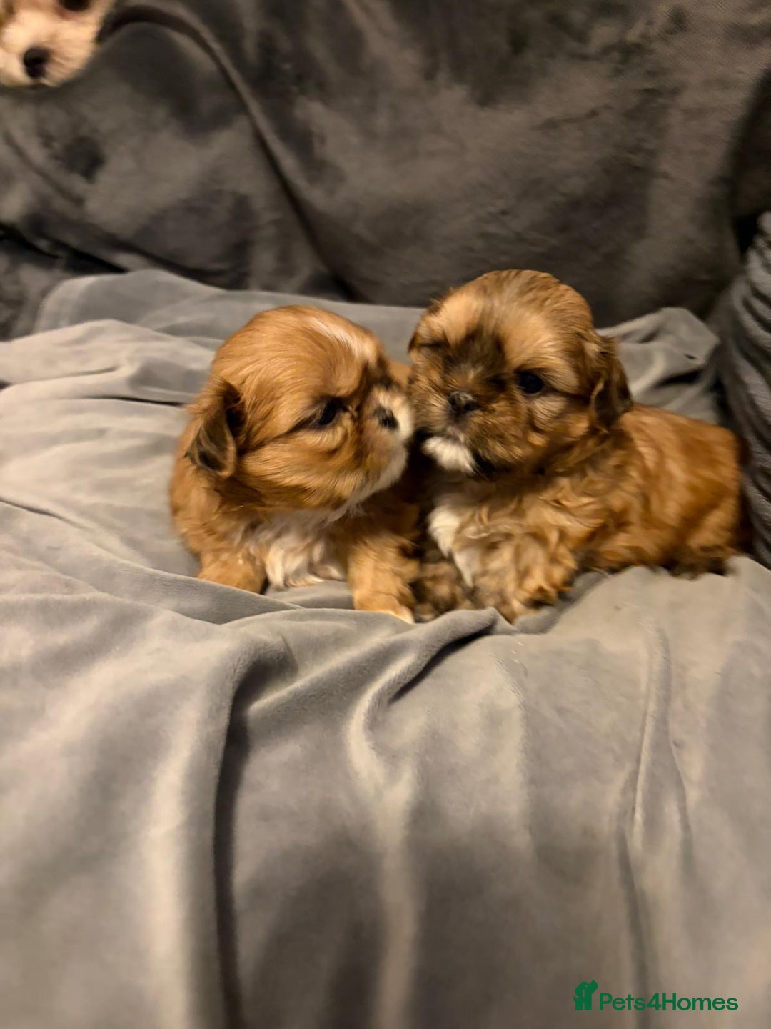 Shih Tzu dogs for sale: Gorgeous litter of shih tzu pups  - Advert 15