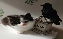 British Longhair cats for sale: 5 kitten - Image 4